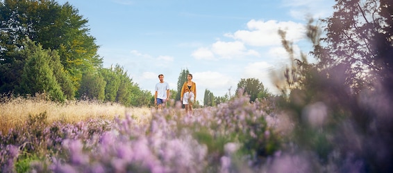 Parc national de Maasduinen