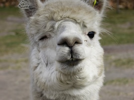 Alpacawandeling De Vossemeren