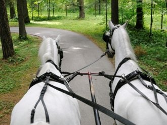 Center Parcs excursions: Horse-drawn carriage rides. Les Hauts de Bruyères