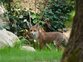 Discovering foxes Le Bois aux Daims