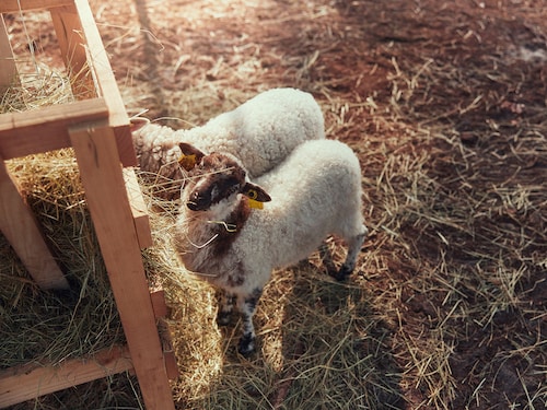 Bébé Soigneur Les Landes de Gascogne