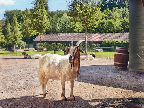 The Children's Farm Le Lac d'Ailette