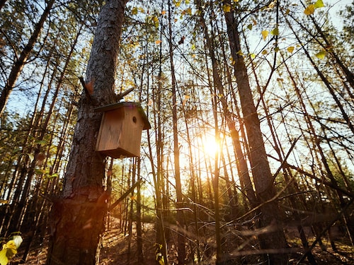 Chasse aux trésors de l'automne Bispinger Heide