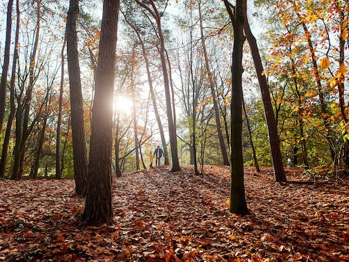 Digital Autumn Colours Nature Discovery Bispinger Heide