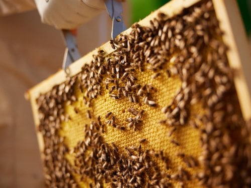 Honey workshop Port Zélande