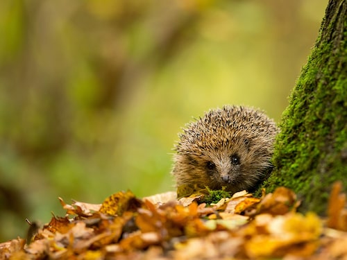 Igel-Cottage Bispinger Heide