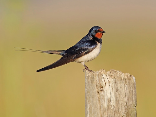 Workshop: Vogelfuttergirlande De Huttenheugte