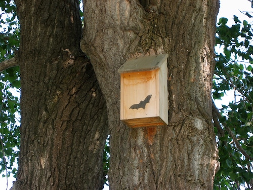 Fabrique ton gîte à chauve-souris Le Bois aux Daims