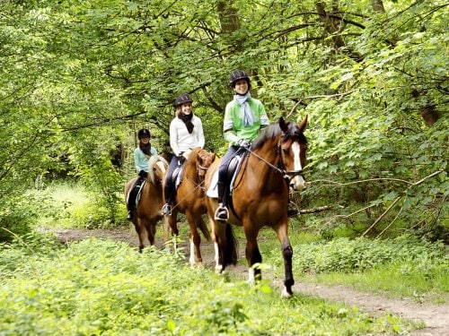 Workshop paardrijden Le Bois aux Daims