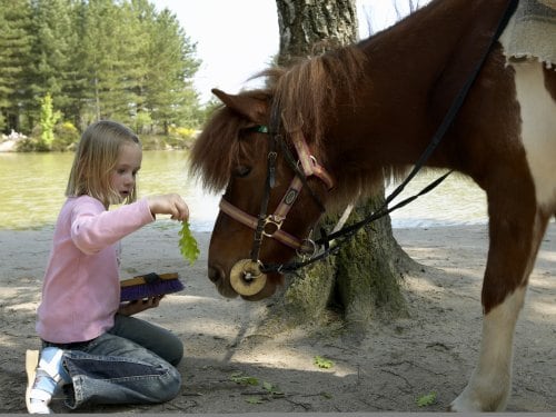 Pony verzorgen Erperheide