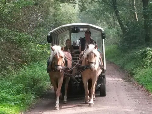 Center Parcs Excursions: Covered wagon ride Limburgse Peel