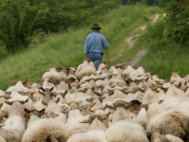 Troupeau de moutons d'ExlooDe Huttenheugte