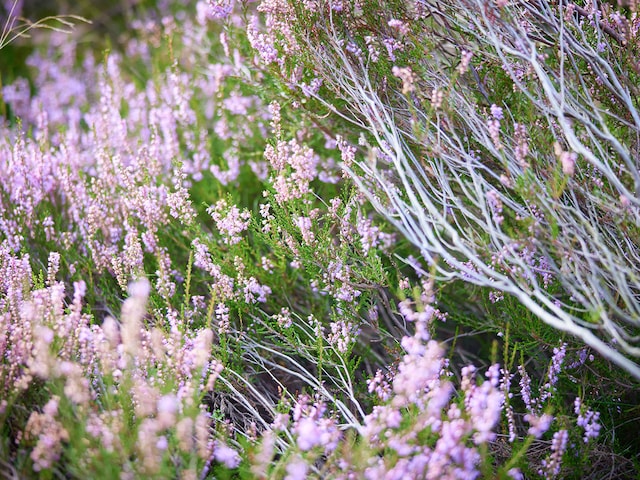 Nationalpark MaasduinenHet Heijderbos