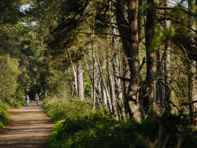 Regionaal natuurpark Landes de GascogneLes Landes de Gascogne