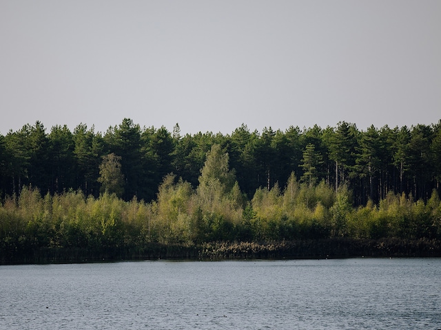 Ornithologique du TeichLes Landes de Gascogne