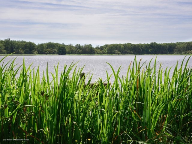 Die Teiche der SologneLes Hauts de Bruyères