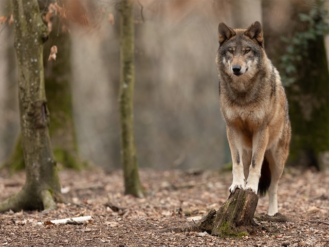 Parc animalier de la Sainte CroixLes Trois Forêts