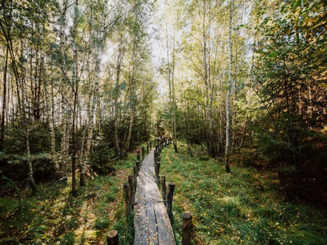 Parc national DwingelderveldDe Huttenheugte