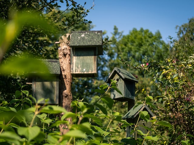 Forêt  de DrentheDe Huttenheugte