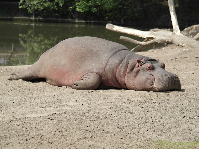 Safaripark Beekse Bergen