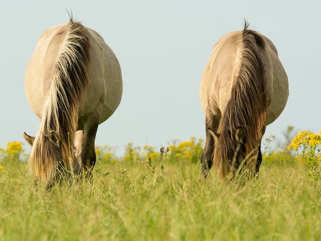 Oostvaardersplassen