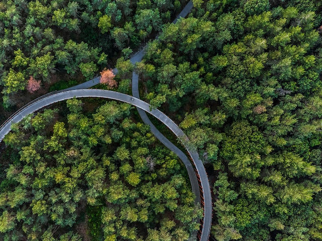 Cyclisme à travers les arbres du BoslandErperheide