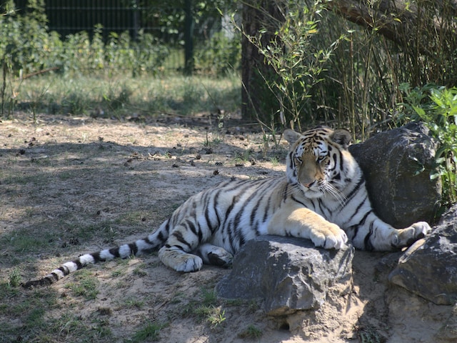 Safaripark Beekse BergenDe Vossemeren