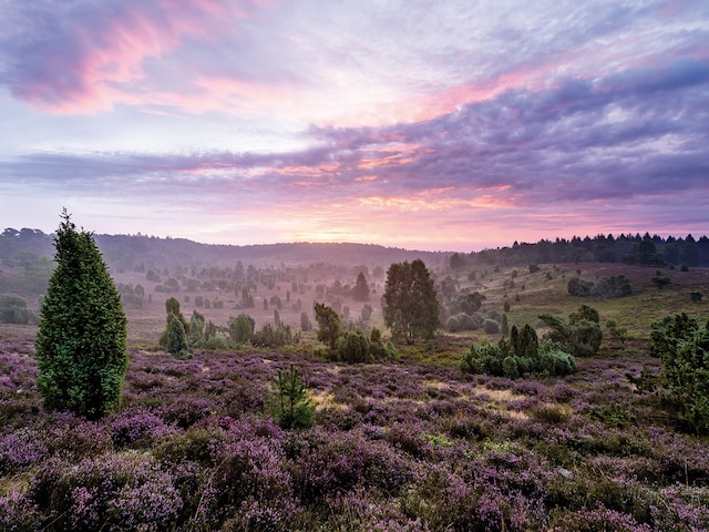 LüneburgBispinger Heide