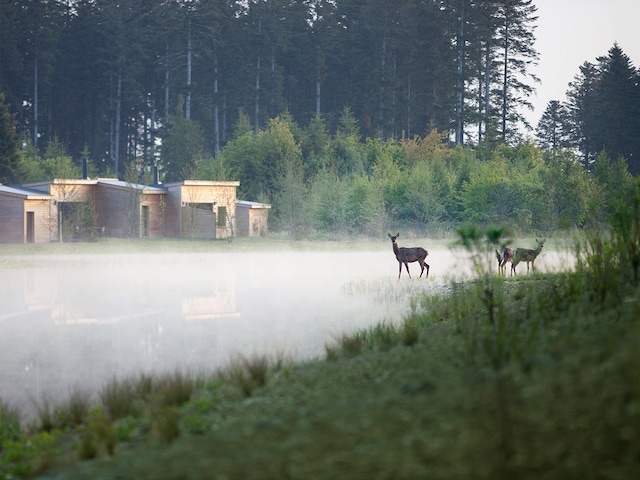 Les Trois Forêts