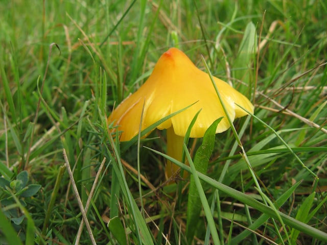 Laakse Slenk im Hulkesteinsebos